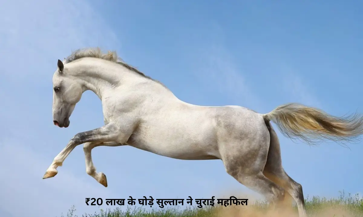 सोनपुर मेला 2024